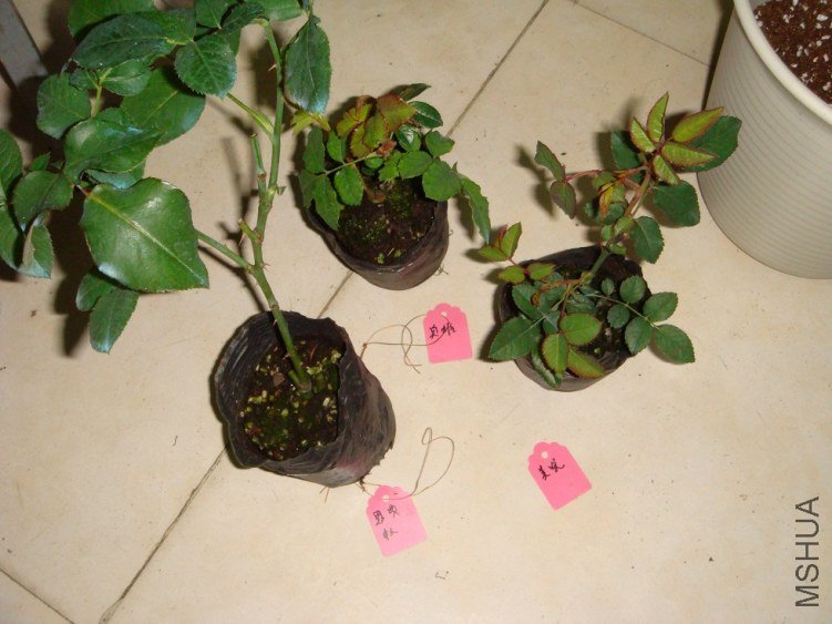 DSC01488.JPG