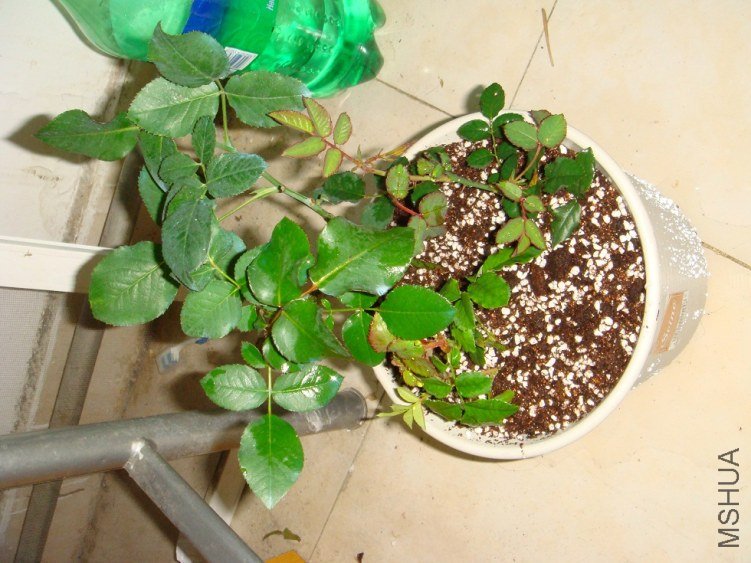 DSC01490.JPG