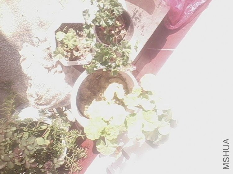 IMG0822A.jpg