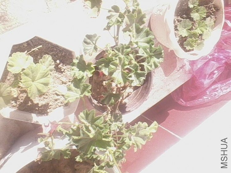 IMG0823A.jpg