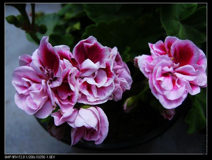 PICT5445.jpg