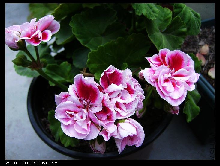 PICT5448.jpg