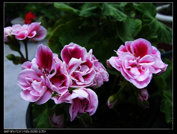 PICT5449.jpg