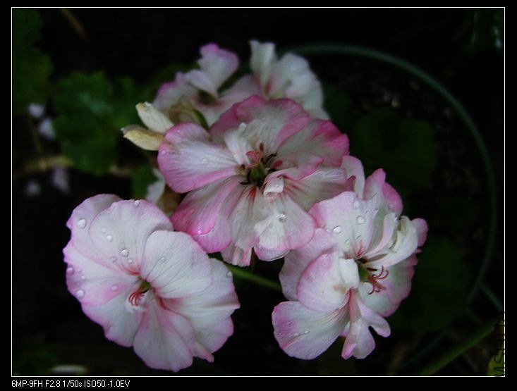 PICT5761.jpg
