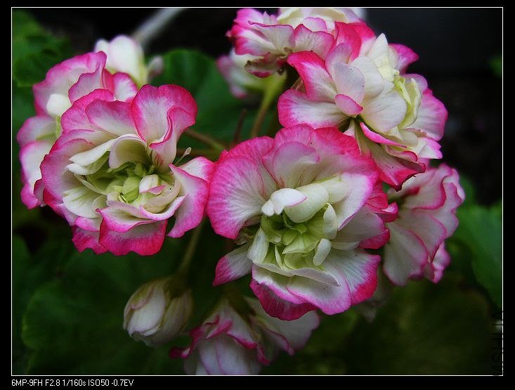 PICT5878.jpg