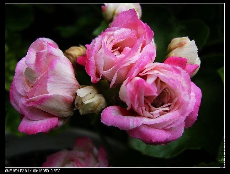 PICT5879.jpg