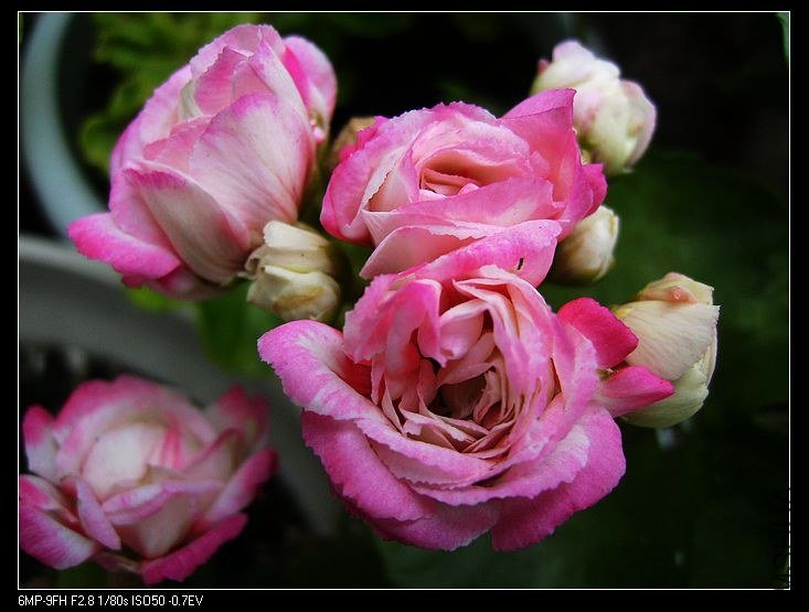 PICT5883.jpg