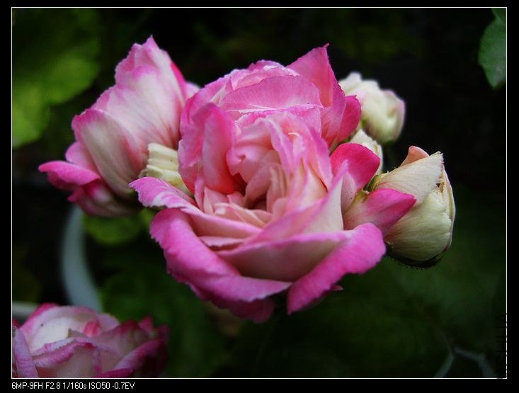 PICT5884.jpg