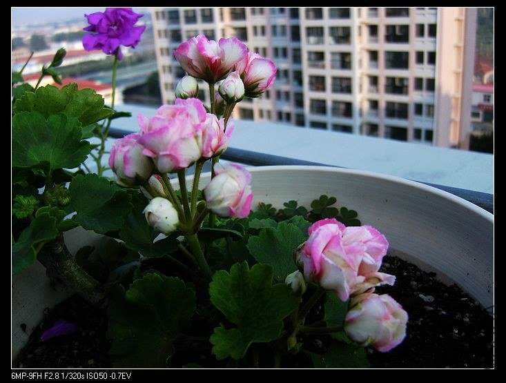 PICT6093.jpg