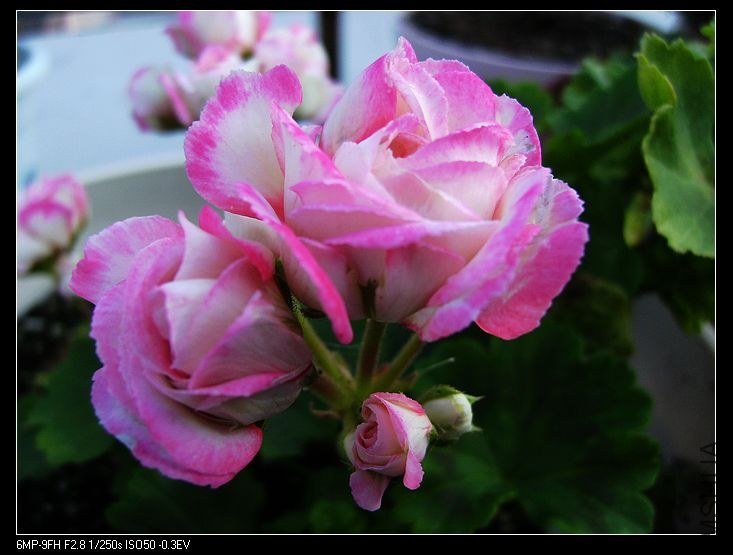 PICT6096.jpg