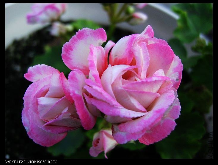PICT6097.jpg