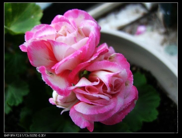 PICT6115.jpg