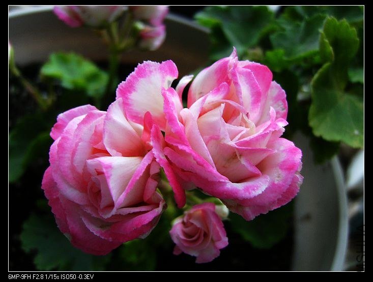 PICT6118.jpg