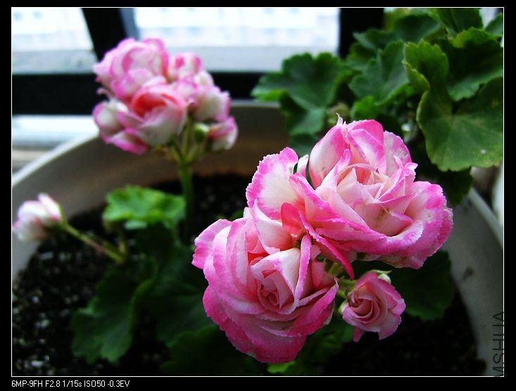 PICT6121.jpg