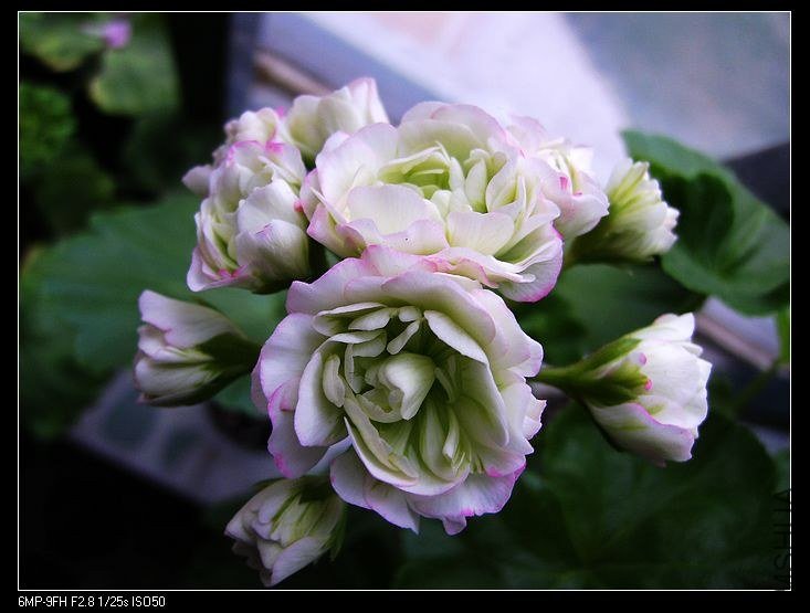 PICT6166.jpg