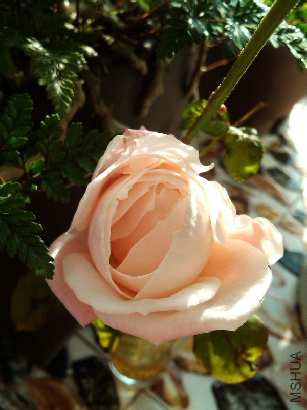 IMG_20121112_083015.jpg