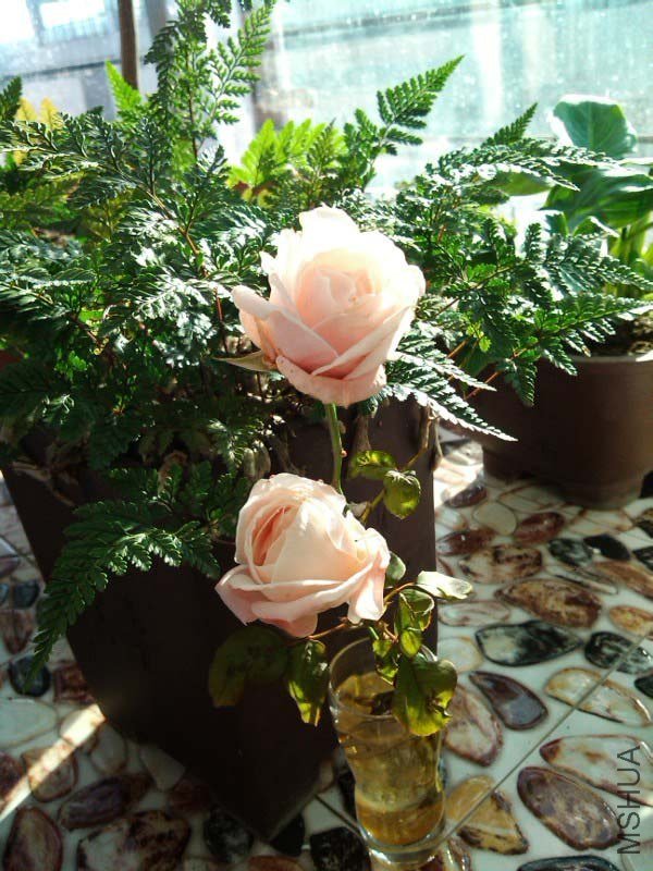 IMG_20121112_082953.jpg