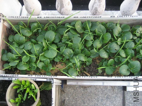 ������ ����1.JPG