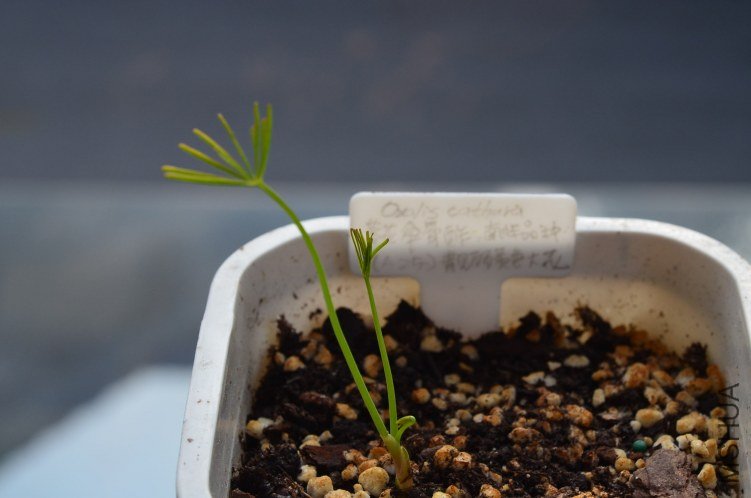 Oxalis cathara�ȹ���20120924 001.JPG