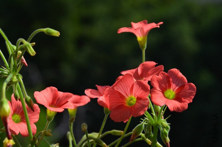 С�ٱ�201201007 002.JPG