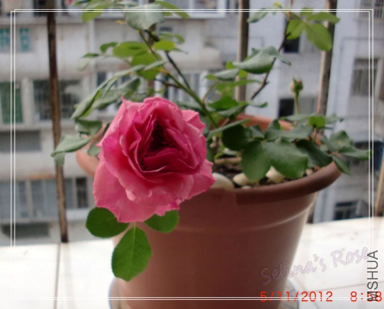 nEO_IMG_CIMG6739.jpg