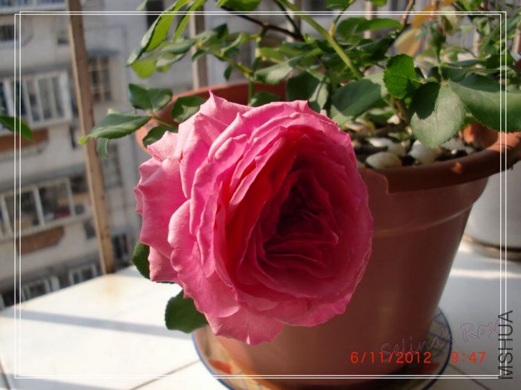 nEO_IMG_CIMG6775.1.jpg