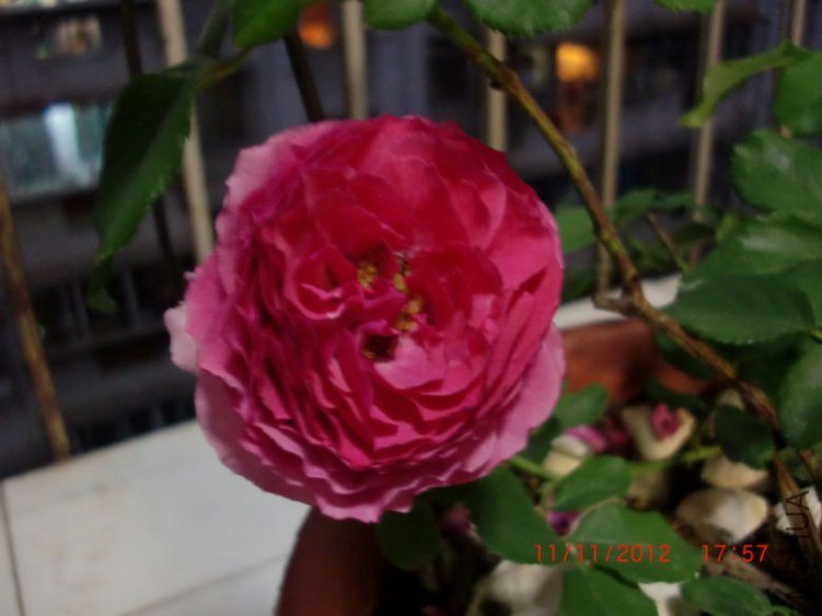 nEO_IMG_CIMG6919.jpg