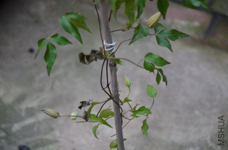 DSC_0821.JPG