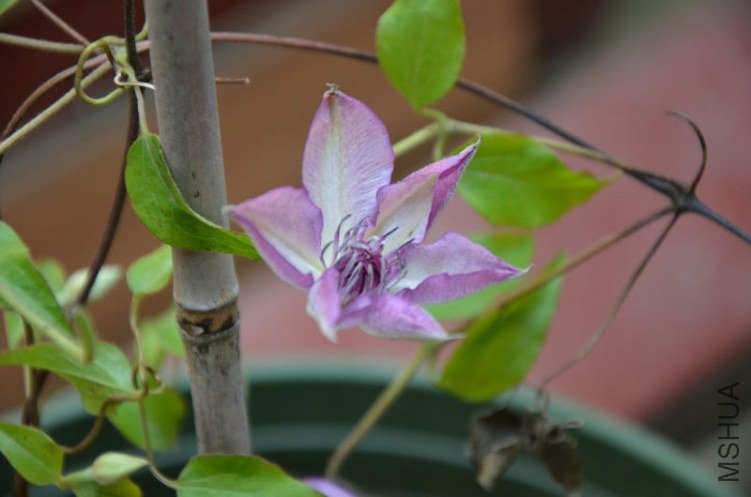 DSC_0922.JPG