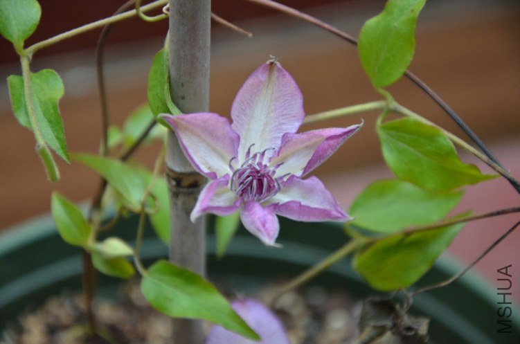 DSC_0923.JPG