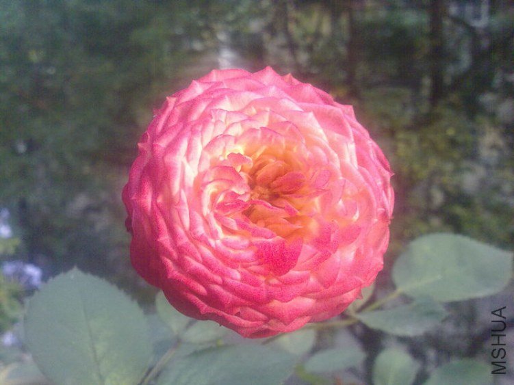 20121112662.jpg