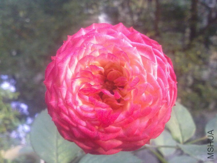 20121112663.jpg