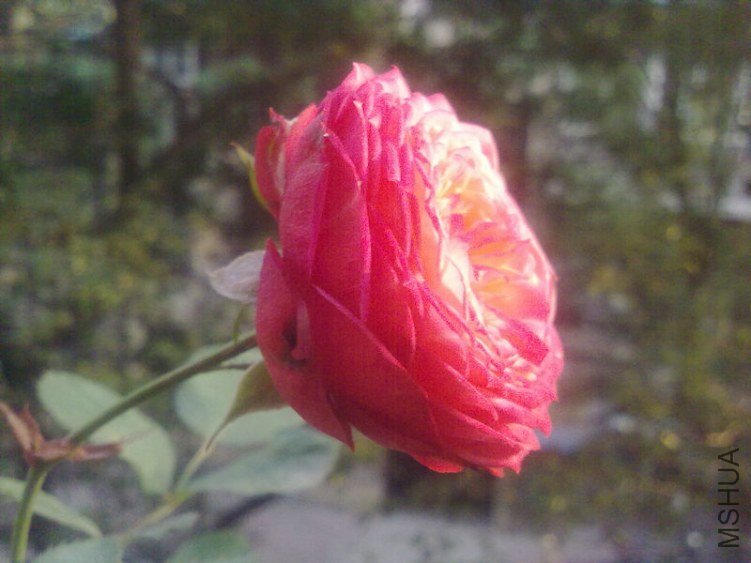20121112664.jpg