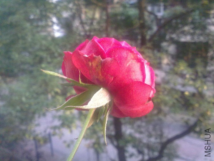 20121112668.jpg