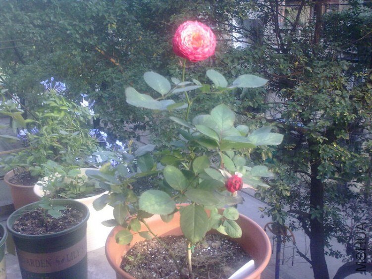 20121112669.jpg