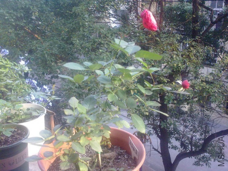 20121112670.jpg