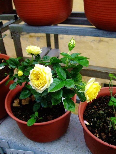 DSCF1564.JPG
