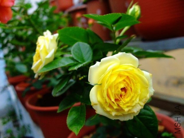 DSCF1565.JPG