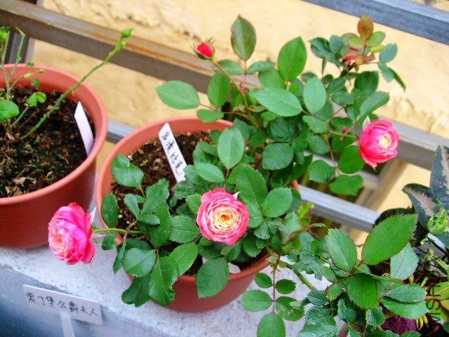 DSCF1567.JPG