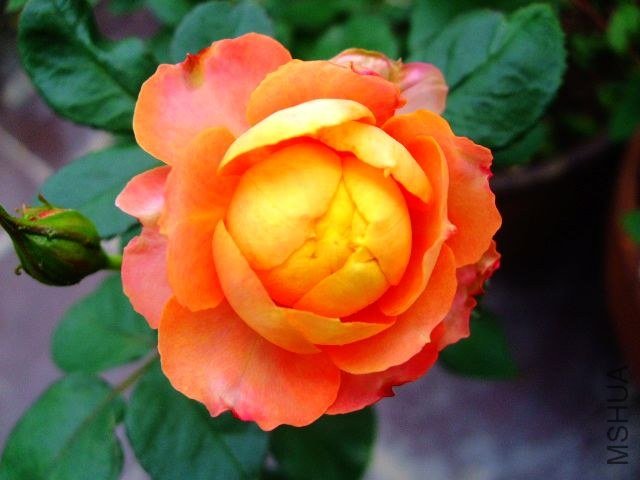 DSCF1584.JPG