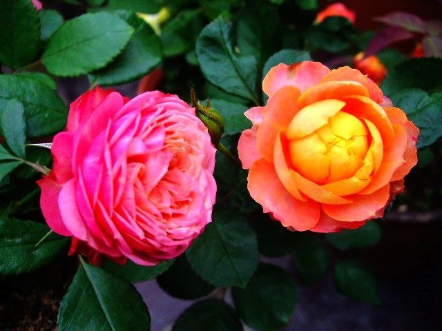 DSCF1590.JPG