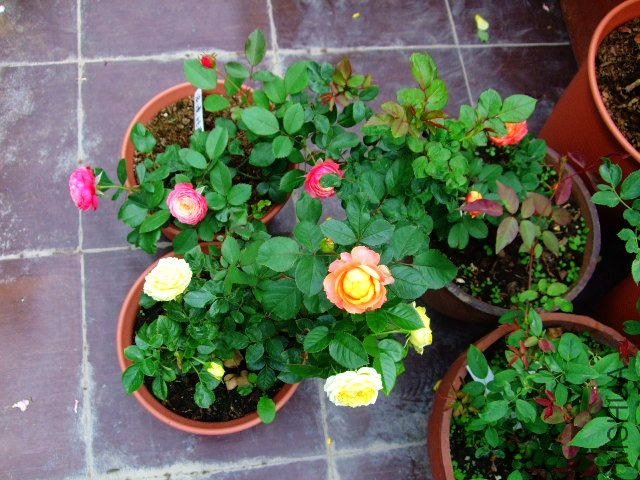 DSCF1594.JPG