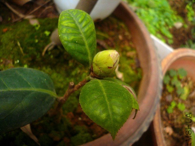 P1170445_����_��С��С.jpg