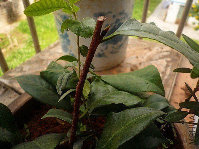 P1170483_����_��С��С.jpg
