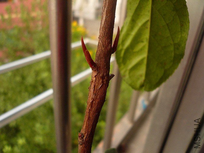 P1170489_����_��С��С.jpg