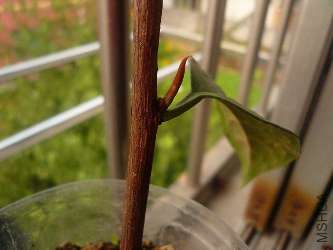 P1170490_����_��С��С.jpg