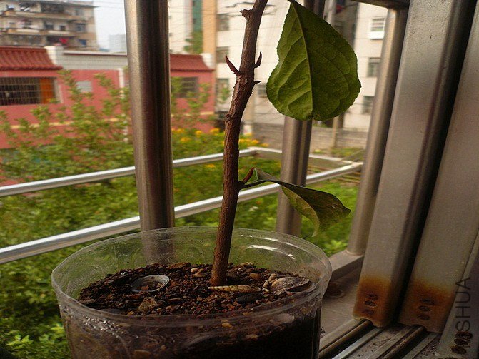 P1170492_����_��С��С.jpg