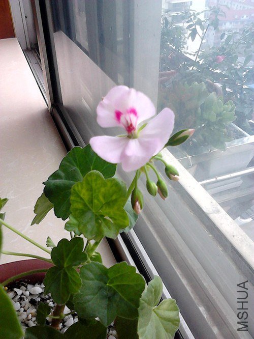 IMG_20121110_080235.jpg