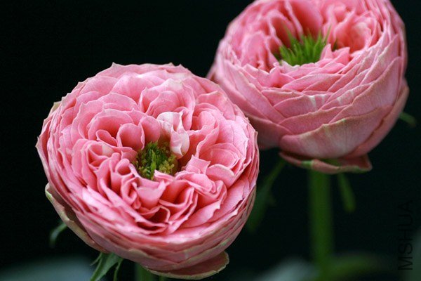 pink1.jpg