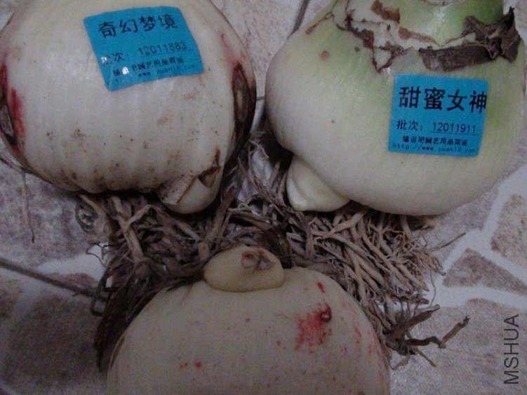 DSC01101_����.jpg